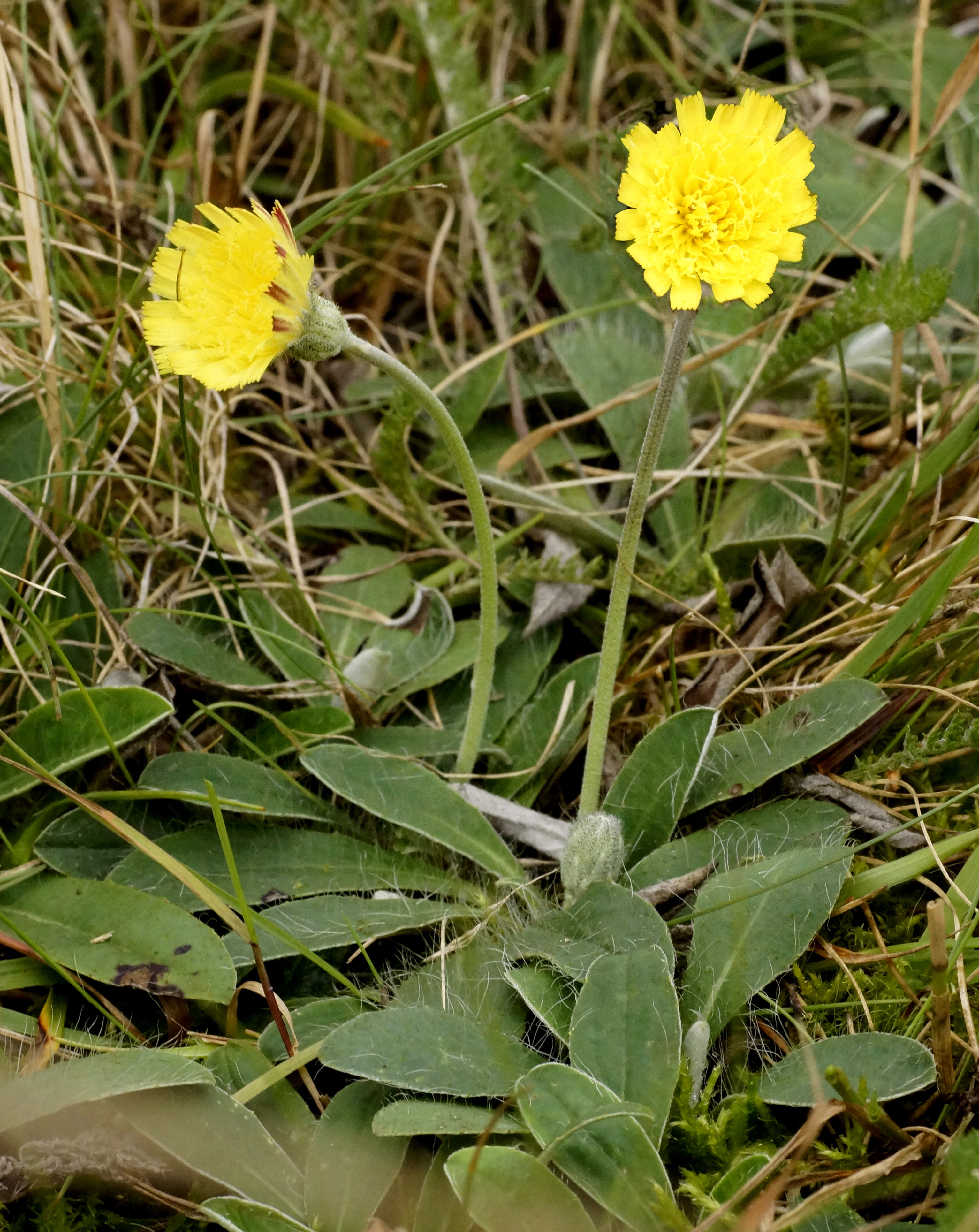 Hieracium pilosella con flores amarillas y roseta basal de hojas pilosas